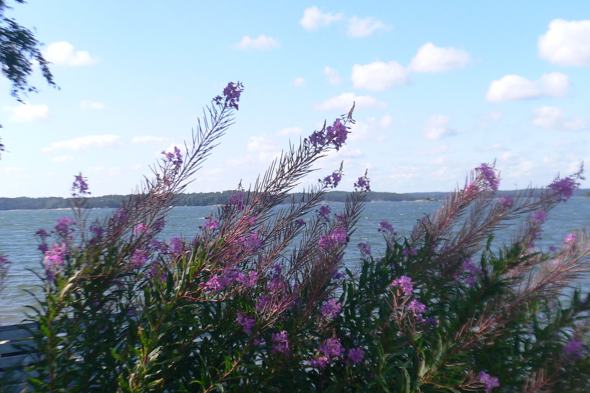 Blommor vid hav
